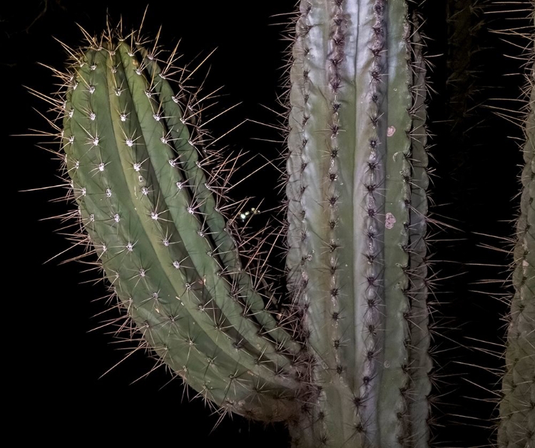 Picture of ARIZONA-PHOENIX ILLUMINATED SAGUARO CACTUS AT NIGHT 