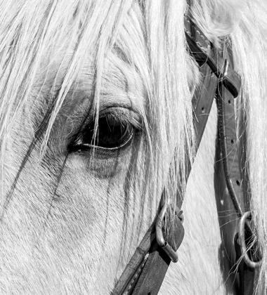 Picture of ARIZONA-SCOTTSDALE BANDW CLOSE-UP OF HORSES EYE AND BRIDLE 