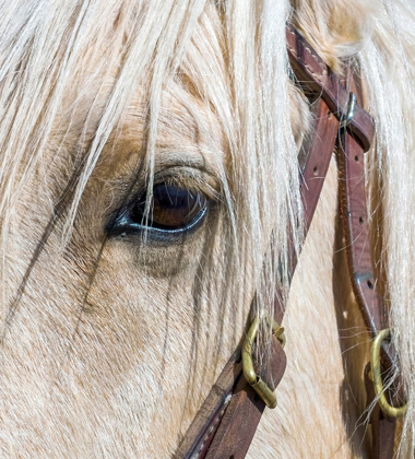 Picture of ARIZONA-SCOTTSDALE CLOSE-UP OF HORSES EYE AND BRIDLE 