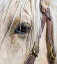 Picture of ARIZONA-SCOTTSDALE CLOSE-UP OF HORSES EYE AND BRIDLE 