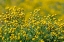 Picture of ARIZONA-GOODYEAR WILDFLOWERS IN ESTRELLA MOUNTAIN REGIONAL PARK 