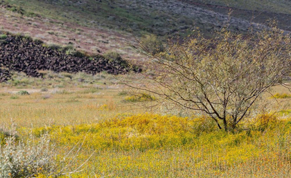 Picture of ARIZONA WILDFLOWERS IN FIELD 