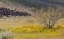 Picture of ARIZONA WILDFLOWERS IN FIELD 