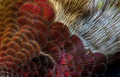 Picture of ARIZONA CLOSE-UP OF HUMMINGBIRD FEATHER PATTERN 