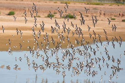 Picture of ARIZONA-GLENDALE FLOCK OF LEAST SANDPIPERS FLYING OVER POND