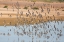 Picture of ARIZONA-GLENDALE FLOCK OF LEAST SANDPIPERS FLYING OVER POND