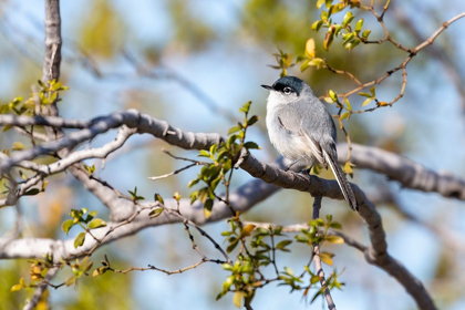 Picture of ARIZONA-BUCKEYE BLUE-GRAY GNATCATCHER PERCHED ON BRANCH 
