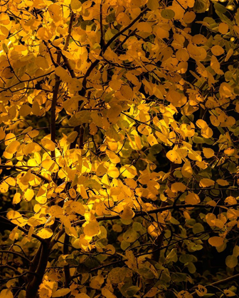 Picture of ARIZONA-FLAGSTAFF ASPEN TREE LEAVES IN AT SUNSET
