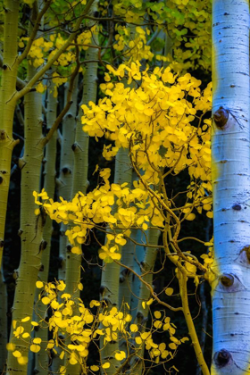 Picture of ARIZONA-GRAND CANYON NATIONAL PARK AUTUMN ASPENS IN GRAND CANYON 