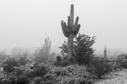 Picture of ARIZONA-BUCKEYE BLACK AND WHITE OF SAGUARO CACTUS IN FOG 