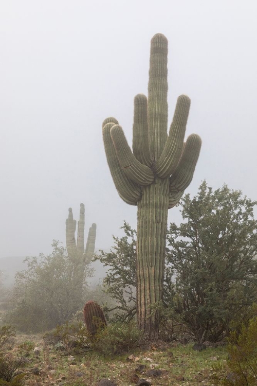 Picture of ARIZONA-BUCKEYE SAGUARO CACTUS IN FOG 