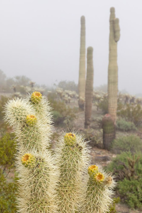 Picture of ARIZONA-BUCKEYE SAGUARO AND CHOLLA CACTI IN FOG 