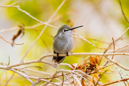 Picture of ARIZONA-LAKE HAVASU CITY FEMALE ANNAS HUMMINGBIRD ON LIMB 