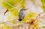 Picture of ARIZONA-LAKE HAVASU CITY FEMALE ANNAS HUMMINGBIRD ON LIMB 