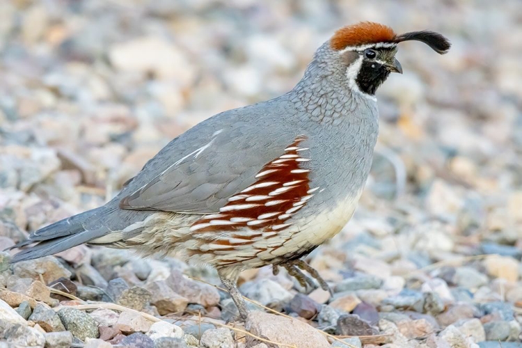 Picture of ARIZONA-LAKE HAVASU CITY MALE GAMBELS QUAIL CLOSE-UP 