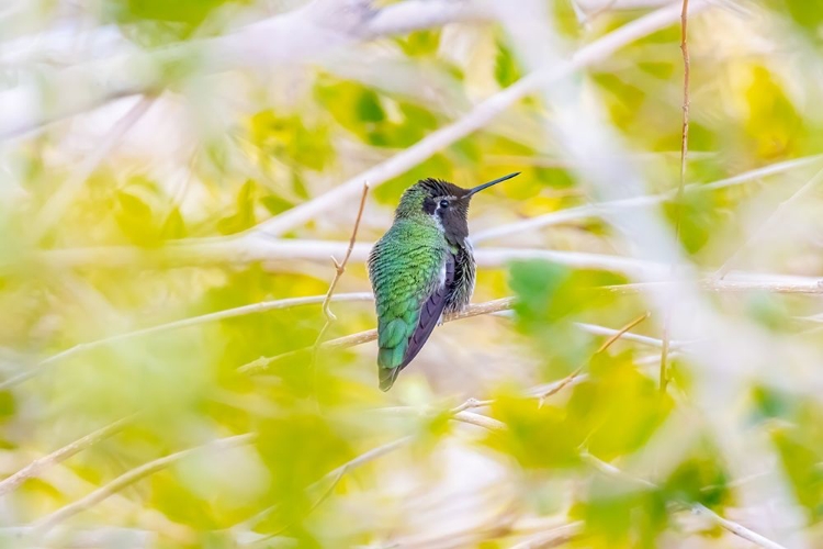 Picture of ARIZONA-LAKE HAVASU CITY MALE ANNAS HUMMINGBIRD ON LIMB 