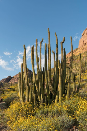 Picture of ARIZONA A LANDSCAPE OF ORGAN PIPE CACTUS AND BLOOMING BRITTLEBUSH IN ORGAN PIPE NATIONAL MONUMENT