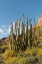 Picture of ARIZONA A LANDSCAPE OF ORGAN PIPE CACTUS AND BLOOMING BRITTLEBUSH IN ORGAN PIPE NATIONAL MONUMENT