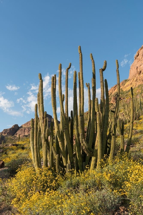 Picture of ARIZONA A LANDSCAPE OF ORGAN PIPE CACTUS AND BLOOMING BRITTLEBUSH IN ORGAN PIPE NATIONAL MONUMENT