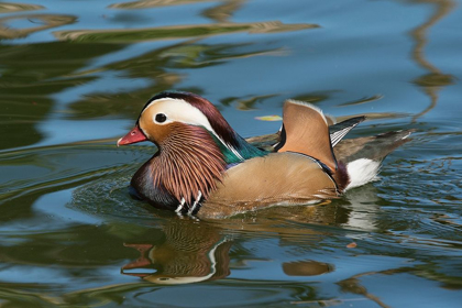 Picture of ARIZONA A MALE MANDARIN DUCK AND REFLECTION