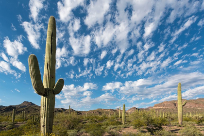 Picture of ARIZONA CLOUDS SPREAD ACROSS A BLUE SKY ABOVE SAGUARO CACTUS IN ORGAN PIPE NATIONAL MONUMENT