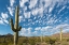 Picture of ARIZONA CLOUDS SPREAD ACROSS A BLUE SKY ABOVE SAGUARO CACTUS IN ORGAN PIPE NATIONAL MONUMENT