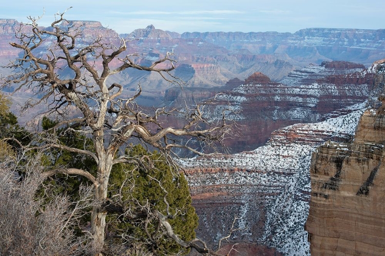 Picture of POWELL POINT-GRAND CANYON NATIONAL PARK-ARIZONA-USA