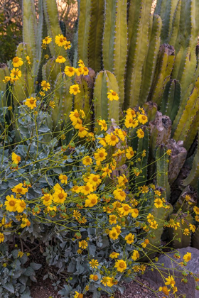 Picture of BRITTLEBUSH WILDFLOWER AND ORGAN PIPE CACTUS-DESERT BOTANICAL GARDENS-PHOENIX-ARIZONA-USA