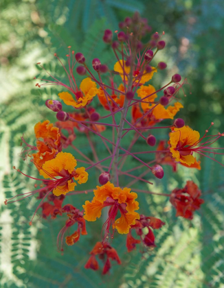 Picture of ORANGE AND RED CIRCULAR FLOWER-RED BIRD OF PARADISE-DESERT BOTANICAL GARDENS-PHOENIX-ARIZONA