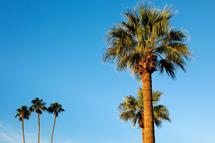 Picture of PALM TREES-CAREFREE-ARIZONA