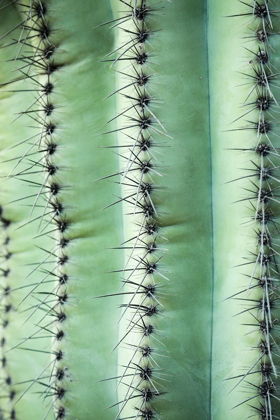 Picture of DESERT CACTUS-CAREFREE-ARIZONA