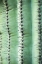 Picture of DESERT CACTUS-CAREFREE-ARIZONA