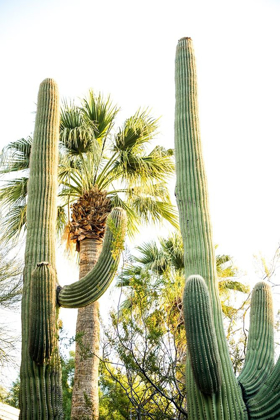 Picture of DESERT CACTUS-CAREFREE-ARIZONA