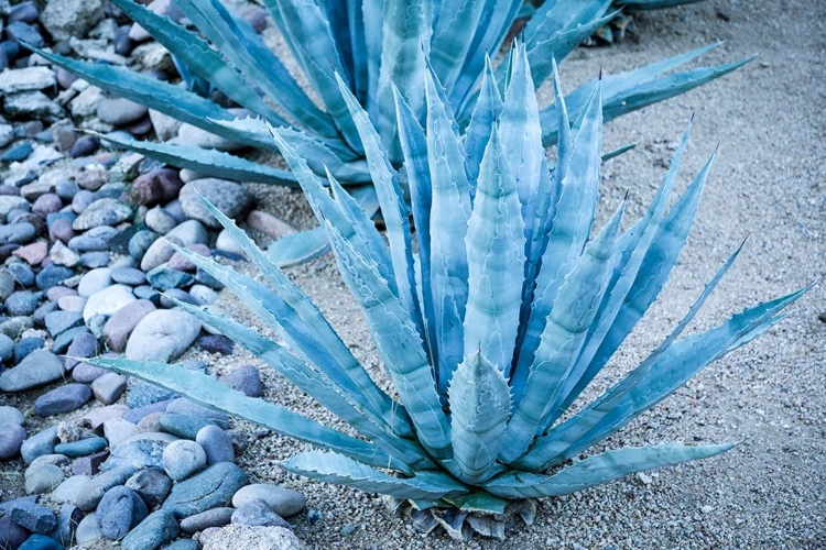 Picture of DESERT CACTUS-CAREFREE-ARIZONA