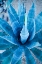 Picture of DESERT CACTUS-CAREFREE-ARIZONA