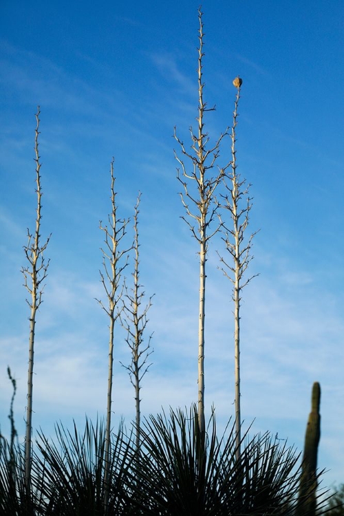 Picture of DESERT CACTUS-CAREFREE-ARIZONA