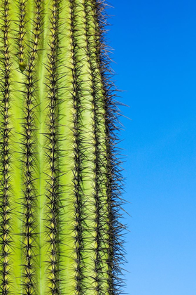 Picture of DESERT CACTUS-CAREFREE-ARIZONA