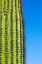Picture of DESERT CACTUS-CAREFREE-ARIZONA