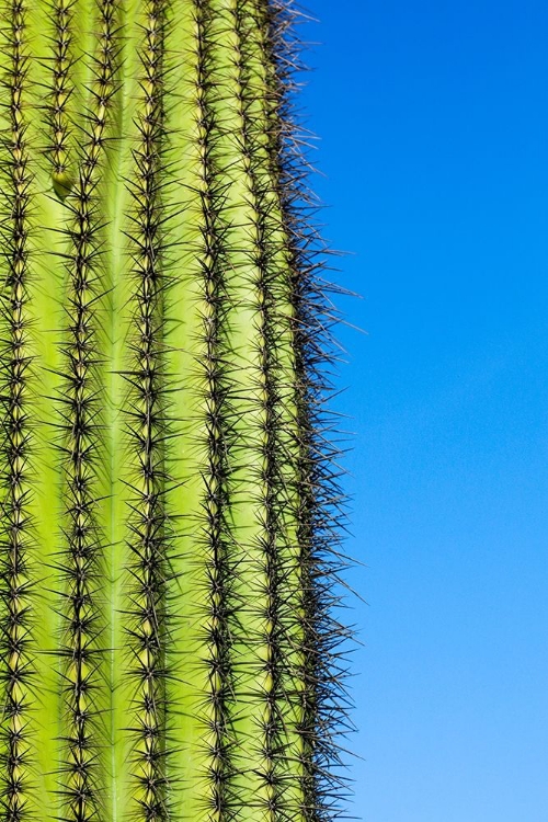 Picture of DESERT CACTUS-CAREFREE-ARIZONA