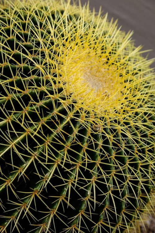 Picture of DESERT CACTUS-CAREFREE-ARIZONA