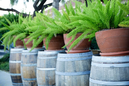 Picture of TUCSON-ARIZONA FERNS IN POTS ON BARRELS