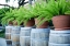 Picture of TUCSON-ARIZONA FERNS IN POTS ON BARRELS