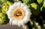 Picture of ARIZONA-TUCSON-SAGUARO NATIONAL PARK