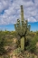 Picture of ARIZONA-TUCSON-SAGUARO NATIONAL PARK