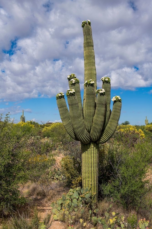 Picture of ARIZONA-TUCSON-SAGUARO NATIONAL PARK