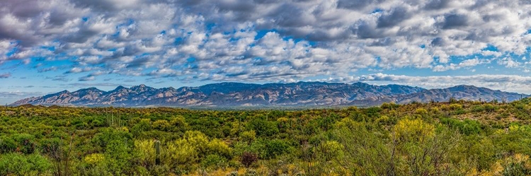 Picture of ARIZONA-TUCSON-SAGUARO NATIONAL PARK