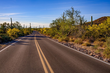 Picture of ARIZONA-TUCSON-SAGUARO NATIONAL PARK