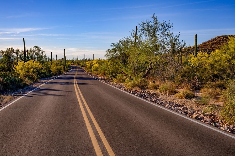 Picture of ARIZONA-TUCSON-SAGUARO NATIONAL PARK