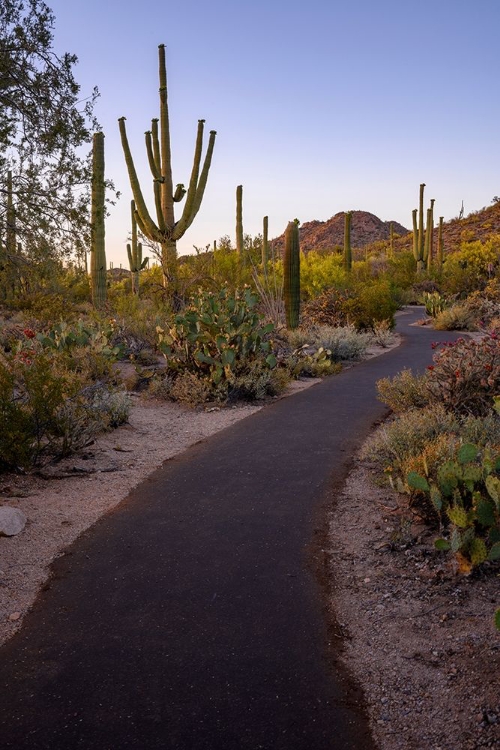 Picture of ARIZONA-TUCSON-SAGUARO NATIONAL PARK