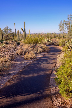 Picture of ARIZONA-TUCSON-SAGUARO NATIONAL PARK